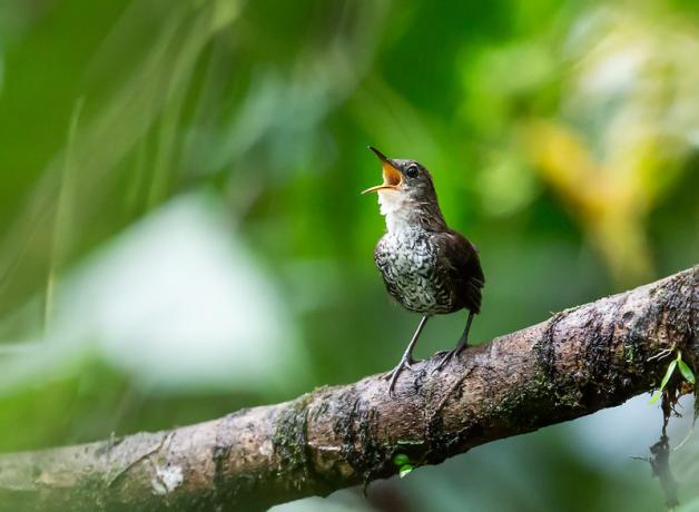A Scaly-breasted Wren singing while standing on a branch, with diffuse greenery in background