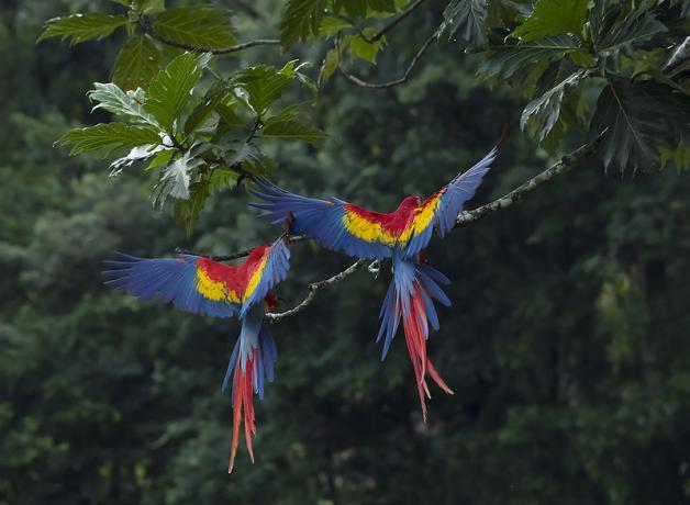 A pair of Scarlet Macaws perch on a branch with their backs to the viewer, and their colorful wings outstretched
