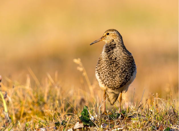 A Pectoral Sandpiper standing with his breast puffed out against a golden grassland background.