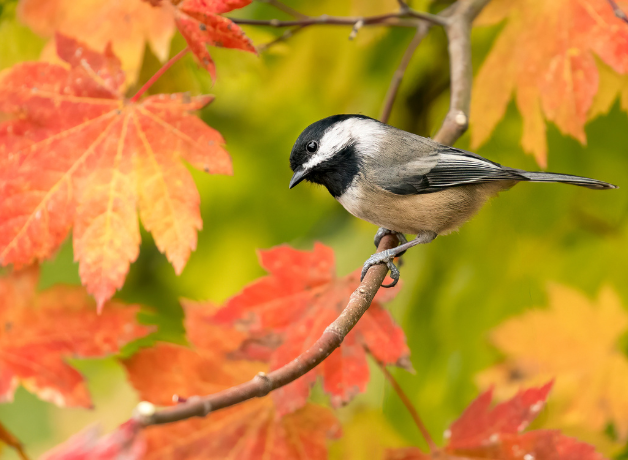 A Black-capped Chickadee looking quizzically down from a tree in fall colors.
