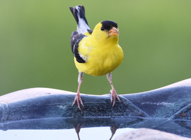A male American Goldfinch perched on the rim of a clean birdbath against a green background.