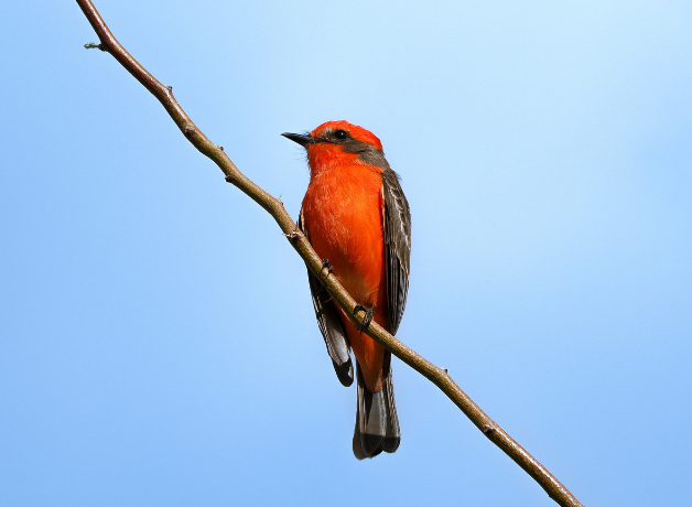 A male Vermilion Flycatcher perched on a thin branch against a blue sky.