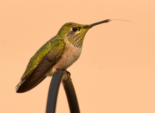 A Calliope hummingbird with its tongue out
