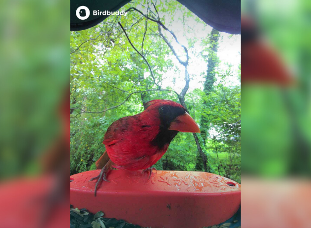 A male cardinal stands on the perch of a bird feeder camera