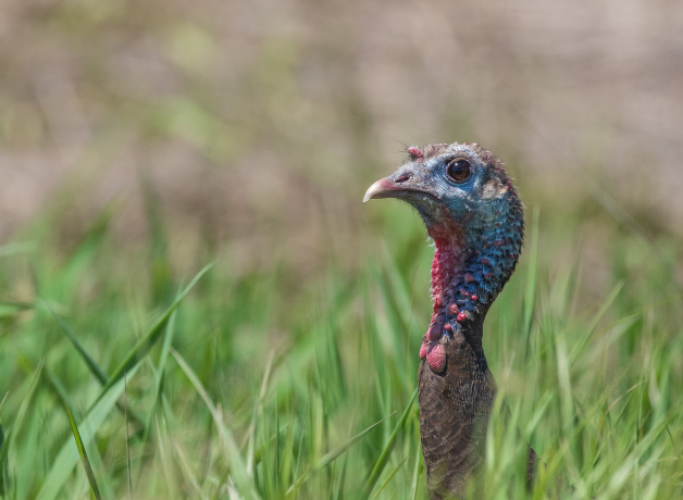 Wild turkey hen peers through tall grass