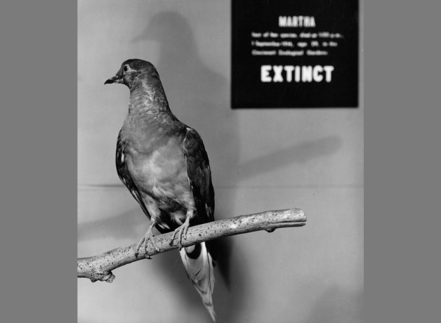 A black-and-white photo of a taxidermied Passenger Pigeon posed on a bare branch. The background shows a museum plaque that reads "Martha" and "Extinct".
