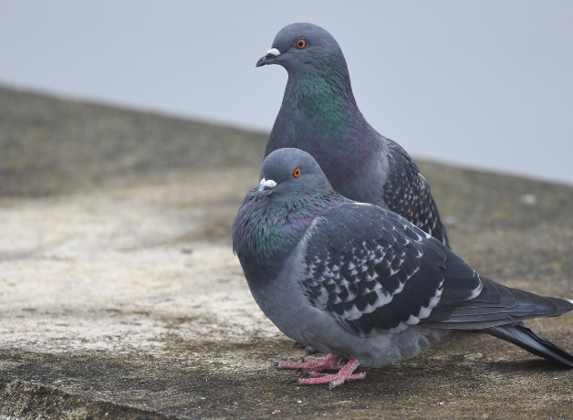 Two feral rock pigeons sit close together on a concrete surface