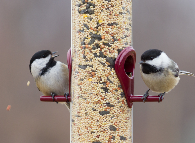 Two chickadees sitting opposite on a tube-shaped bird feeder