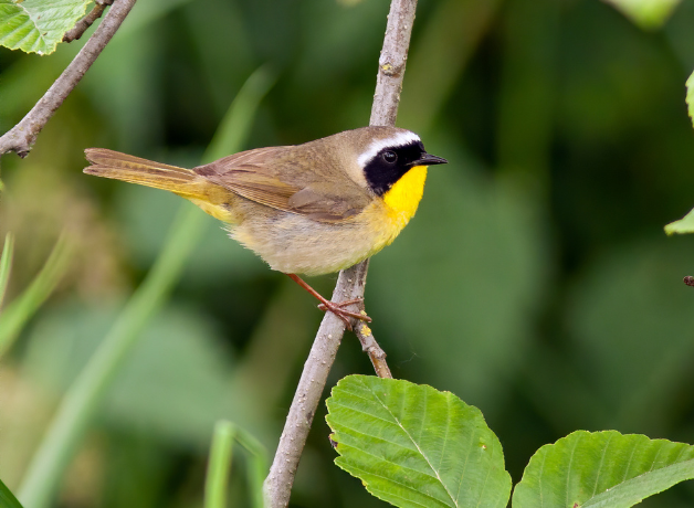 A male Common Yellowthroat warbler perched on a branch against green background.