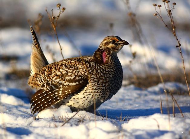 Sharp-tailed Grouse