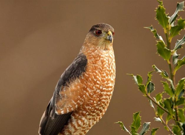 A Sharp-shinned Hawk with its dark red eyes, dark wings, and patterned white and reddish brown chest and belly stands on branches of holly tree. The background is soft out of focus light brown. 