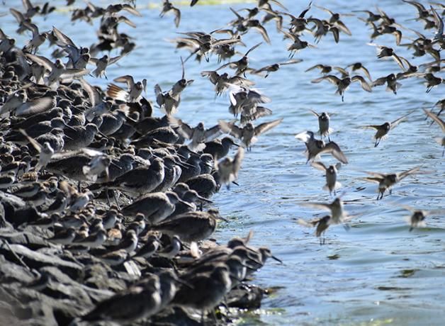 Shorebirds at the Arcata Marsh