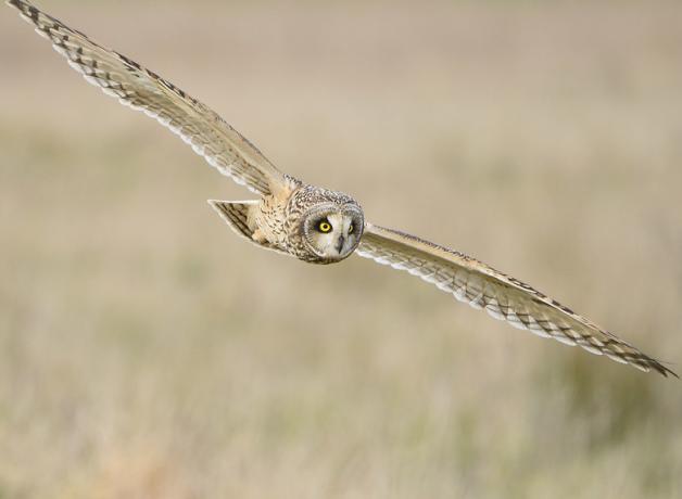 A Short-eared Owl glides through the air over a field, showing its bright yellow eyes and very wide wingspan.