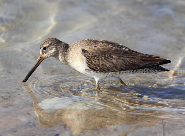Short-billed Dowitcher