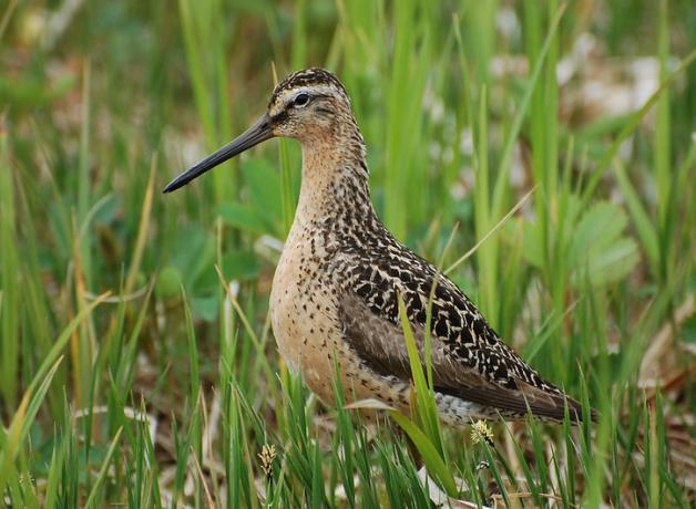 Short-billed Dowitcher