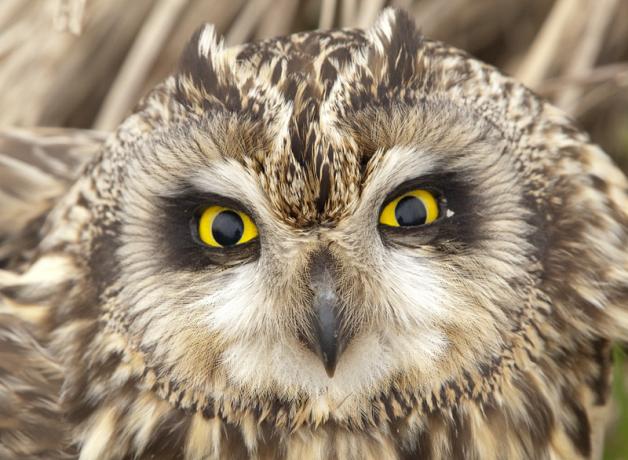 Short-eared Owl