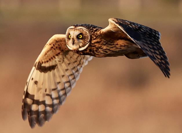 Short-eared Owl | BirdNote