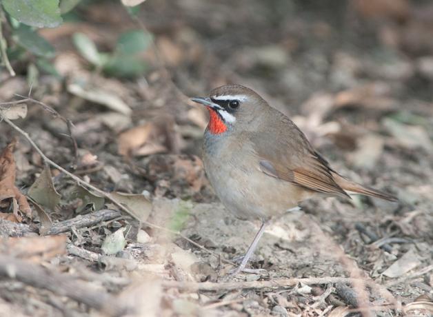 Siberian Rubythroat