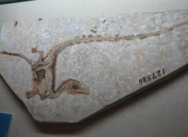 A Sinosauropteryx fossil photographed at the Henan Geological Museum, Zhengzhou, China. The body and long tail show traces of feathers preserved in the fossil.