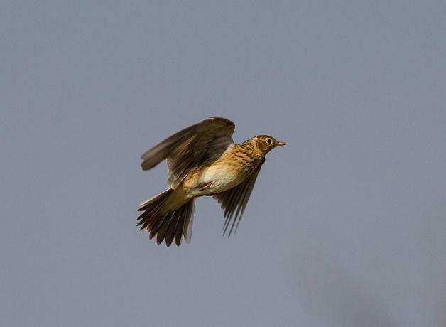 A Skylark in flight against a clear sky