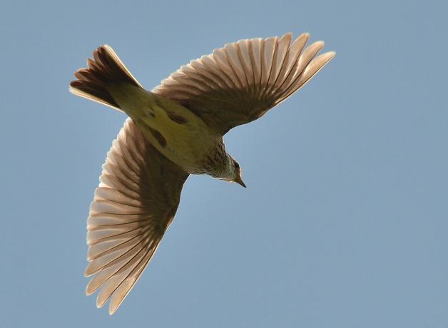 Skylark in flight
