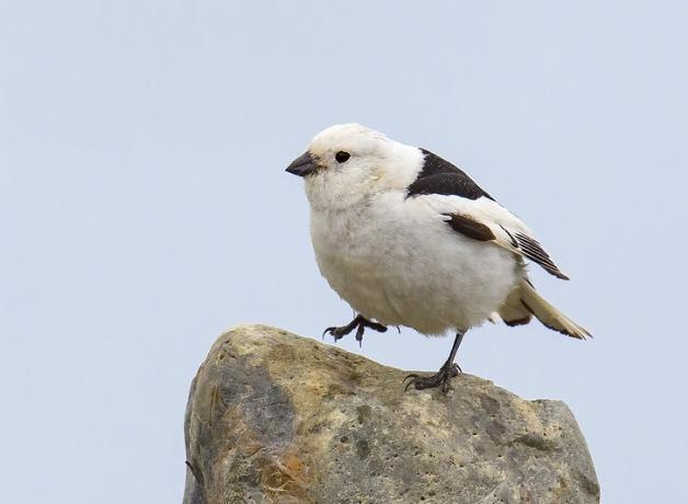 A Snow Bunting showing its white winter plumage, with just small patches of dark on back and wing.