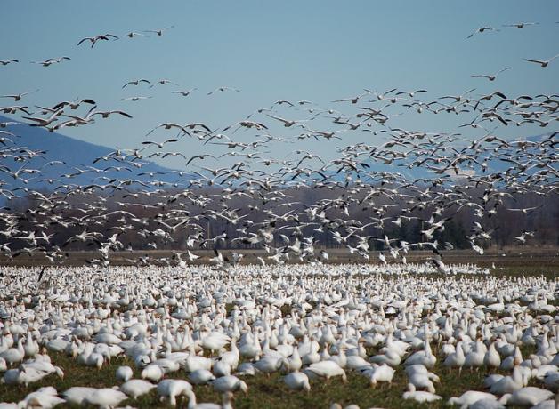 Snow Geese