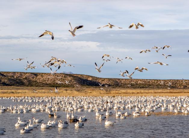 Flocks of Snow Geese, some sitting on a body of water, some in flight, with mountains and cloudy sky in the background
