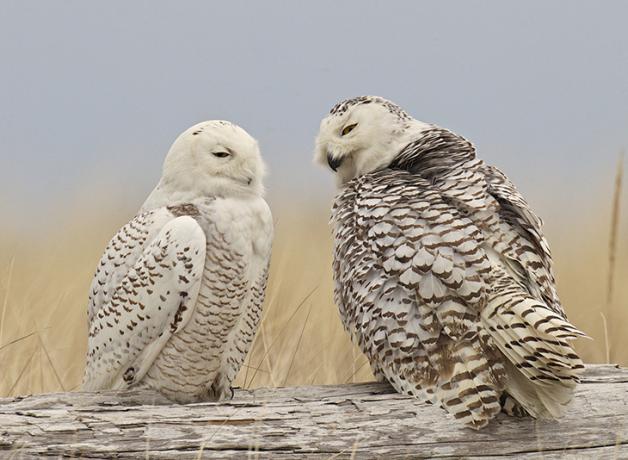 Snowy Owls