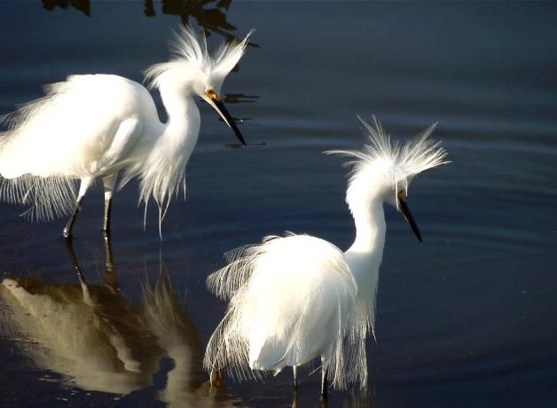 Snowy Egret