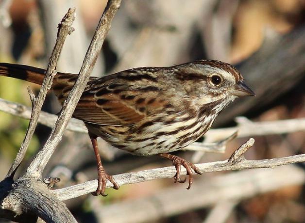 Song Sparrow seen in right profile, perched on a branch in sunshine