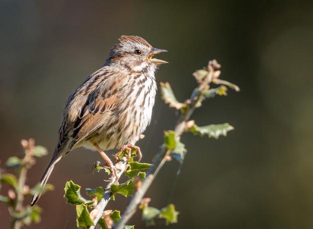 Song Sparrow singing in sunlight