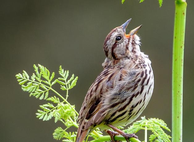 A Song Sparrow singing while perched on a green leafy plant