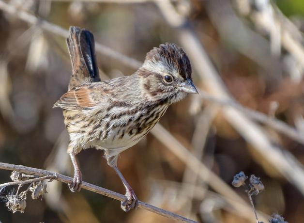 Song Sparrow seen in right profile, its tail flicking up, while perched on a branch