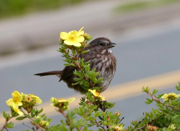Song Sparrow singing, perched in a flowering plant with city street in background