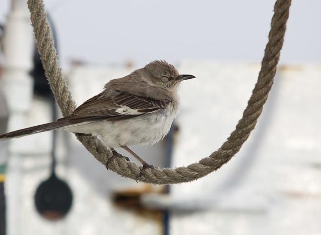 A small brown and white bird with its eyes closed rests on a loop of rope on a ship out at sea.