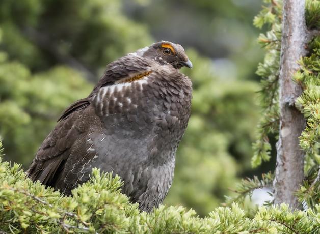 A male Sooty Grouse, perched on a branch amidst forest greenery, in his breeding plumage of dark grayish brown feathers, and orange "eyebrow" above his brown eye.