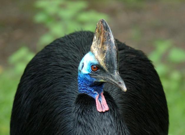 Front view of a Southern Cassowary, a large flightless bird, its head turned to the side.