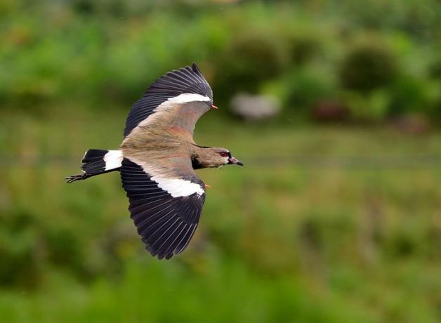 A brown and black bird, outstretched wings showing bony "spur" tips, flying from viewer's left to right