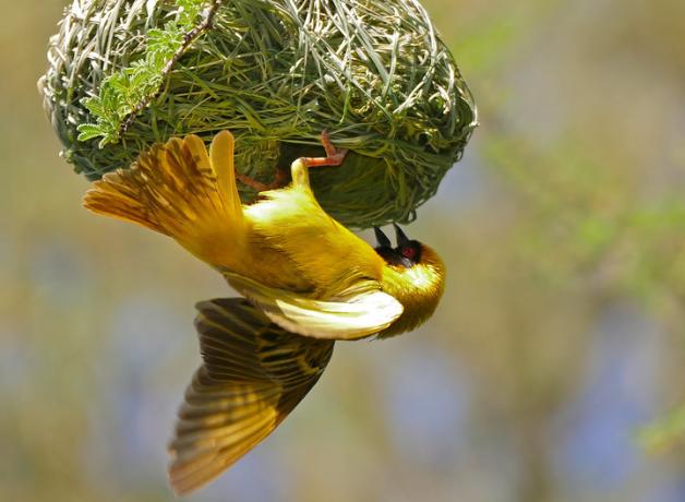 A male Southern Masked Weaver hanging upside down from the hanging nest he is weaving from grass.