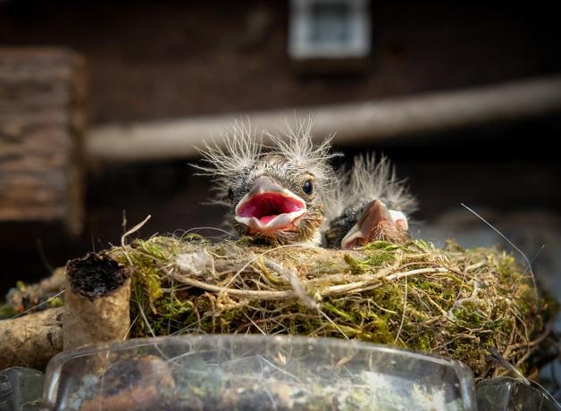 Two sparrow chicks peeping over the edge of a nest built in an outdoor ashtray. A couple pieces of old cigarette pieces are at the edge of the nest.