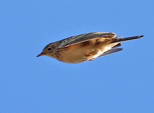 Sprague's Pipits in flight