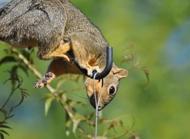 A squirrel balances on a metal hook that holds a birdfeeder