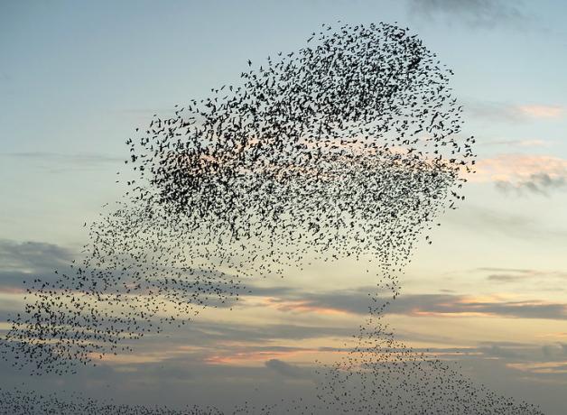 A murmuration of starlings