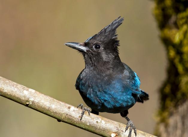 Steller's Jay perched on a branch, it's head turned to the side showing the crest of feathers on its head