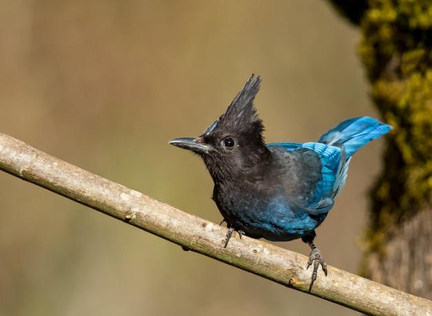 A Steller's Jay faces the viewer, showing bright blue while gripping a branch