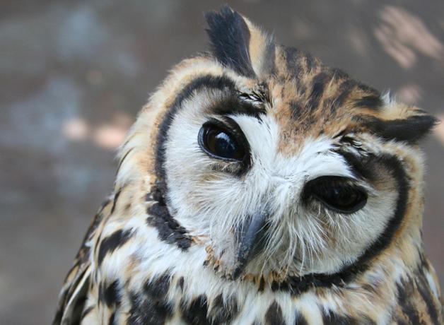 Closeup of a Striped Owl's face as it looks toward the viewer, showing large dark eyes and gray curved beak