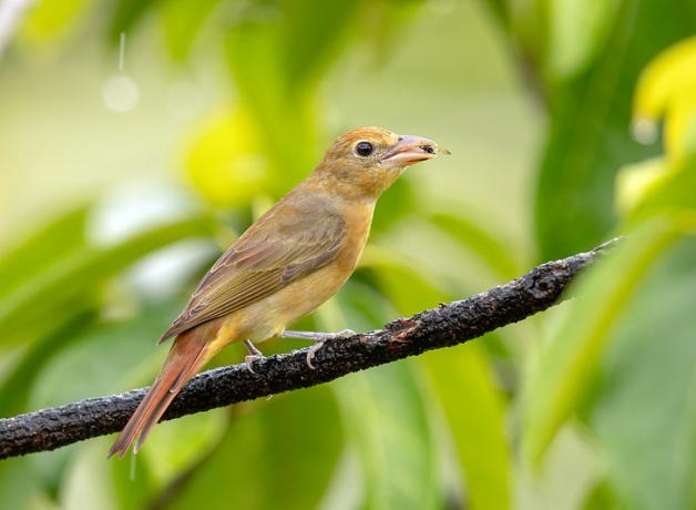 A Summer Tanager with a wasp in its beak, and perched on a branch amidst green leaves