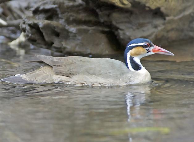 A Sungrebe swimming.