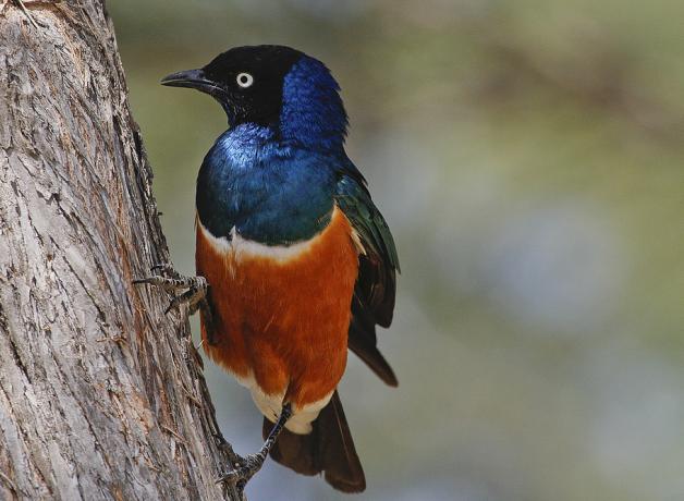 Superb Starling